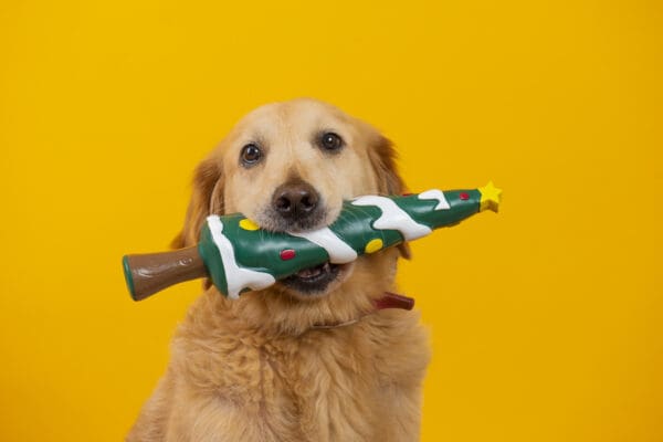 A golden retriever holds the Care Package Quarterly Christmas tree-shaped chew toy in its mouth against a solid yellow background.