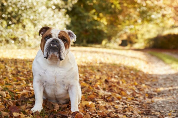 A Bulldog sits on a path lined with trees sporting green and yellow leaves, surrounded by autumn colors in the park, reminiscent of a Care Package Quarterly photo.